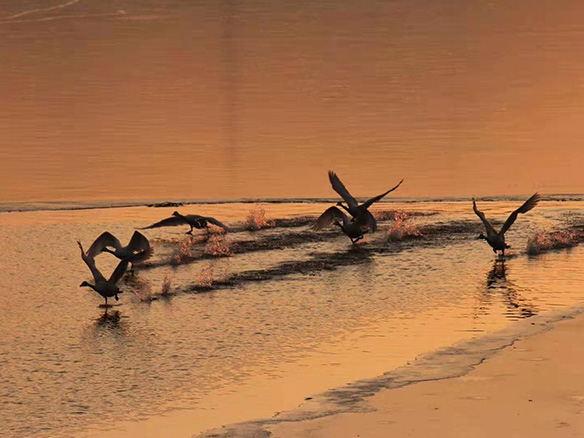 412MW！錦州陽(yáng)光獲國(guó)電投青海高效雙面組件訂單